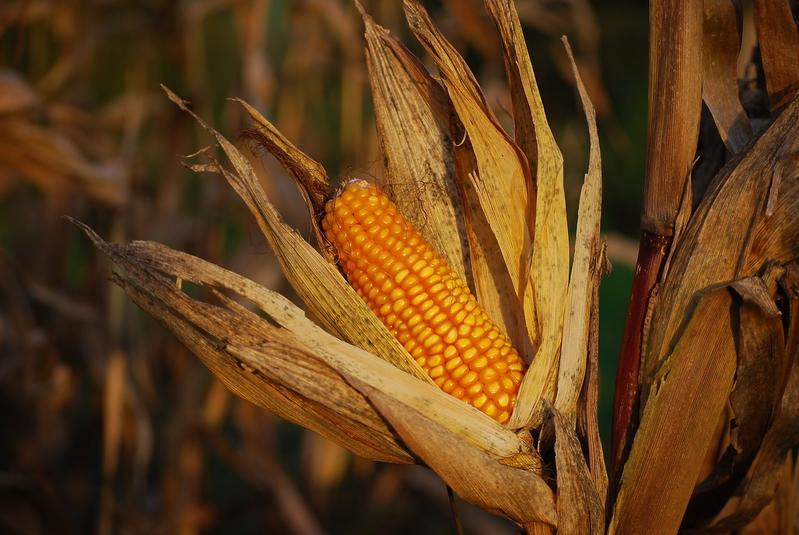 6 важливих особливостей кукурудзи, про які ви не знаєте!